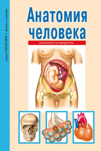 Обложка книги «Анатомия человека»