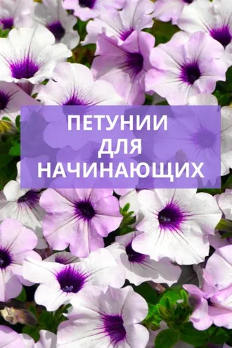Обложка книги «Петунии для начинающих»
