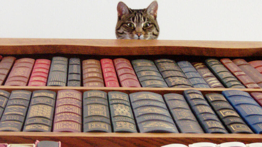 Кот смотрит на книги