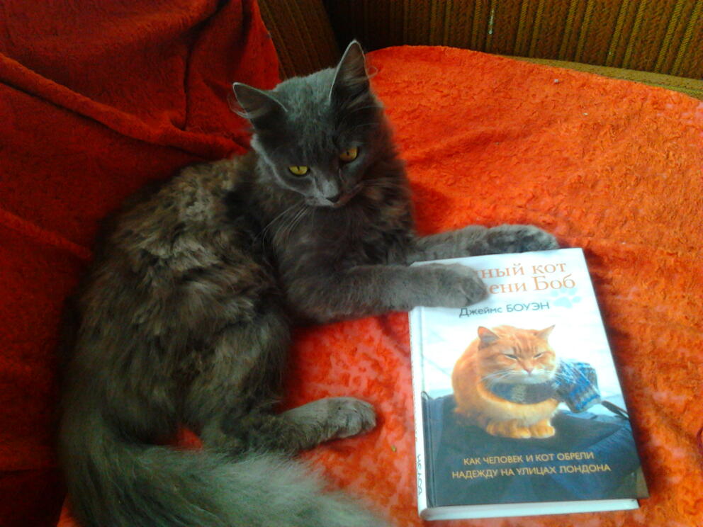 Кот Лаки с книгой Уличный кот по имени Боб