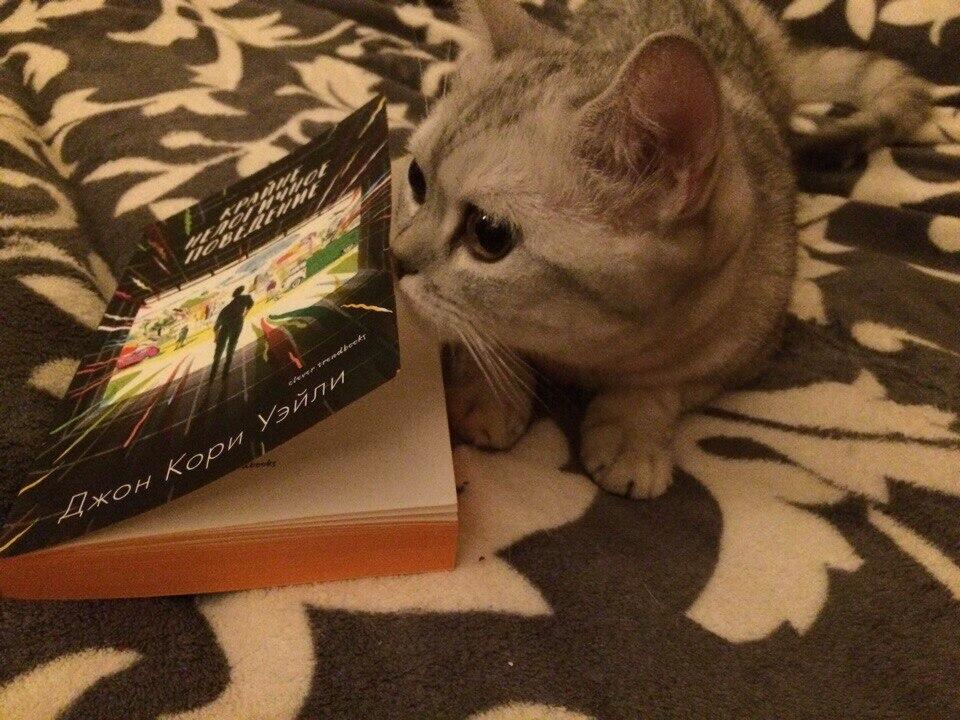 Кошка с книгой